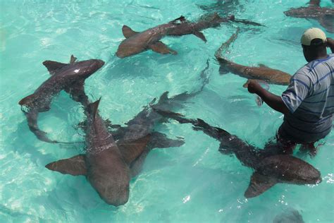 I Went To The Bahamas  Got Surrounded By Sharks