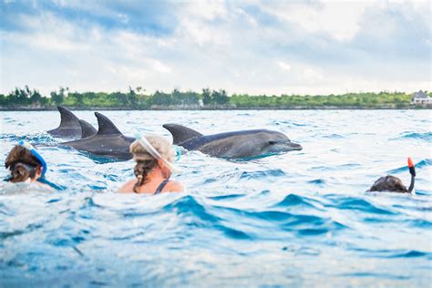 Zanzibars Hidden Dolphin Hotspot