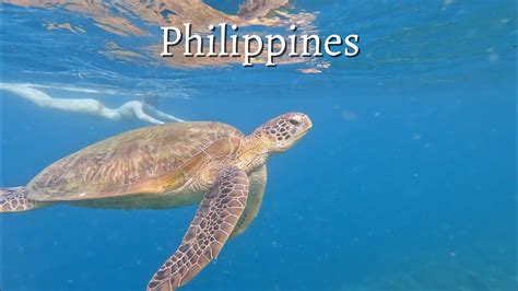 How I Swam With 3 Turtles and 100000 Sardines  Moalboal Philippines